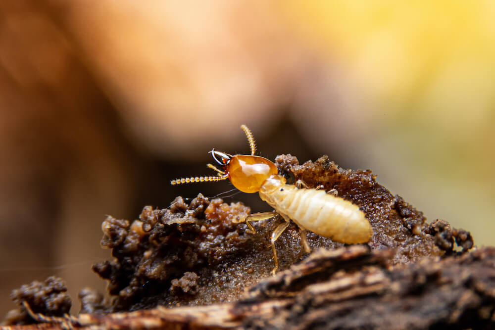 termite-treatment