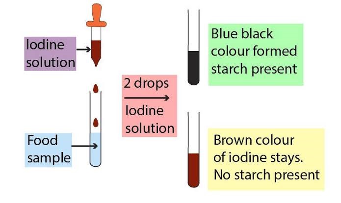 FORM 4 BIOLOGY FOOD TEST MANUAL 2026 | PDF
