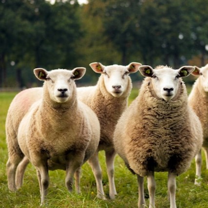 Samen zijn we vorige week gaan helpen op de kinderboerderij.