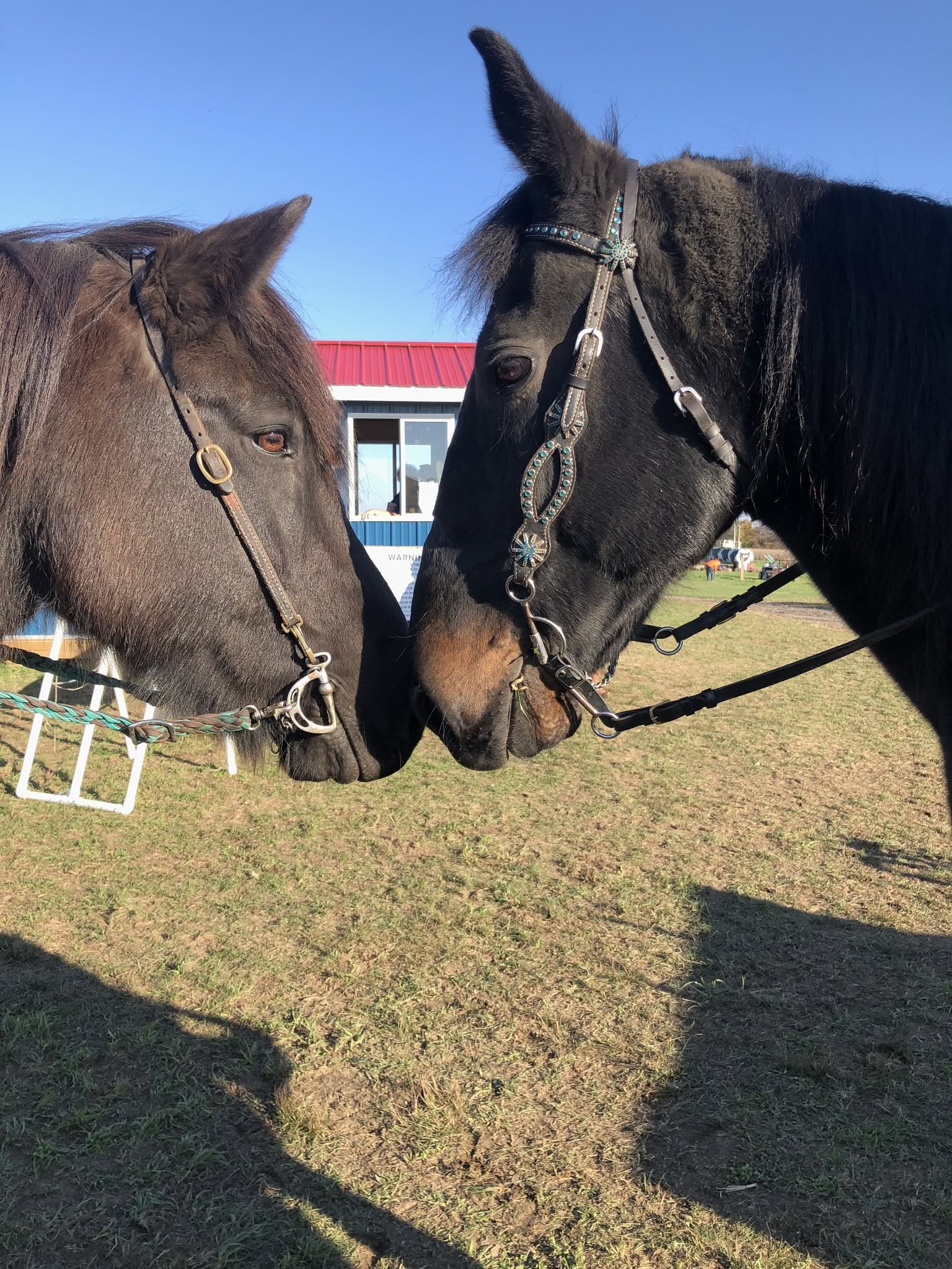 Bring your own horse Halloween maze riding adventure!