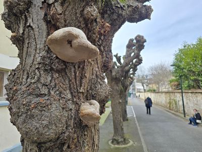 champignons sur arbres rue Pierre et Marie Curie à Ablon-sur-Seine