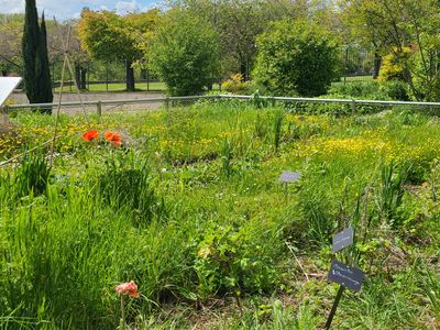 Jardin Vavilov à Epinay-sur-Seine, conservatoire de graines