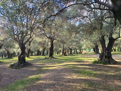 Parc du Pian à Menton avec ses oliviers