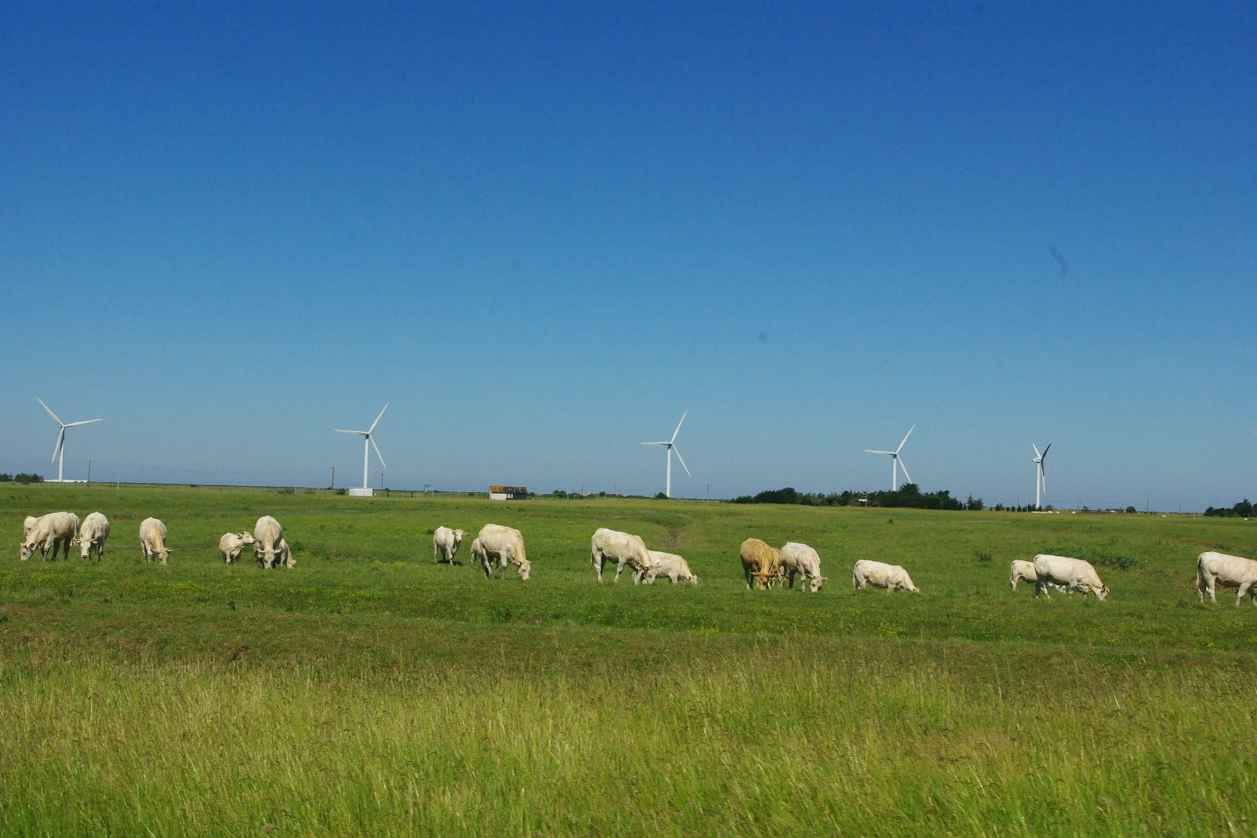 Paysages de Noirmoutier