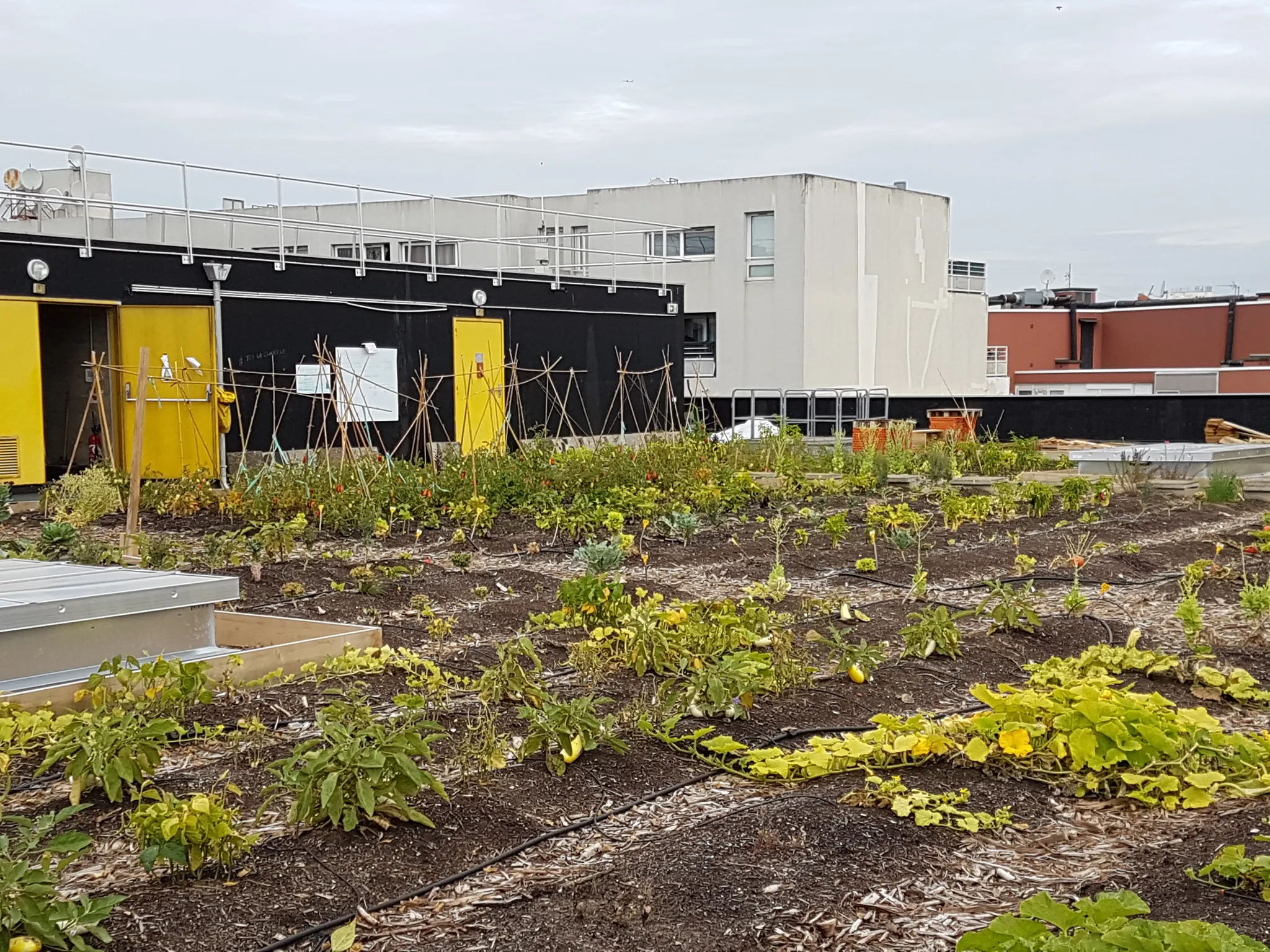 Agriculture urbaine sur le toit de la Poste à Paris dans le 18ème