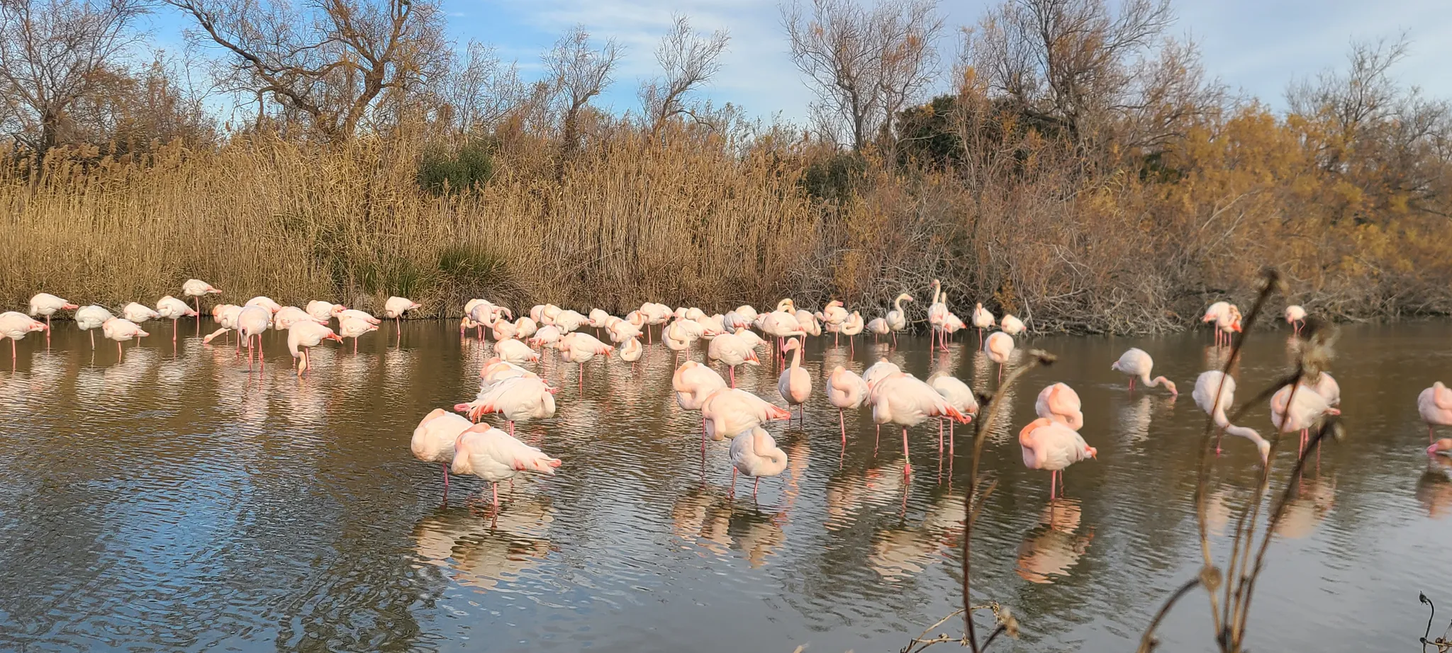 Flamands roses à Saintes-Maries-de-la-Mer