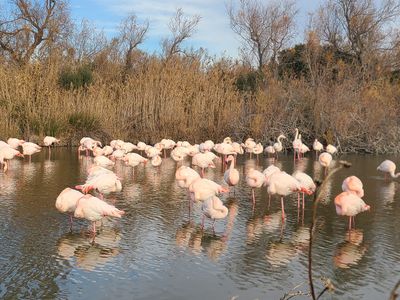 Flamands roses à Saintes-Maries-de-la-Mer