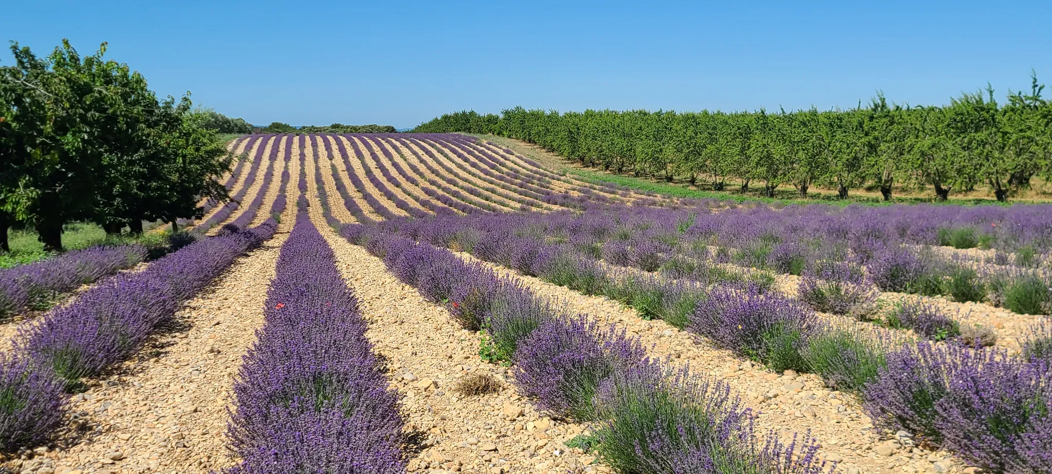 Valensole